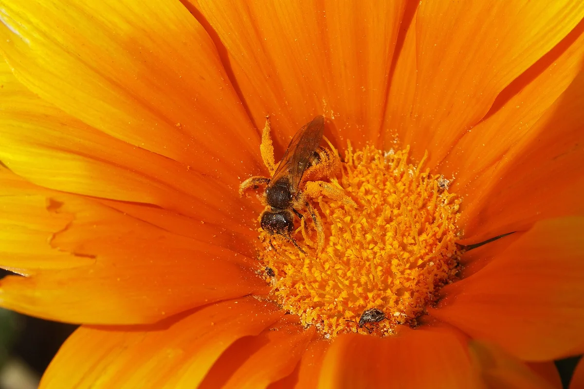 Bee on a Flower