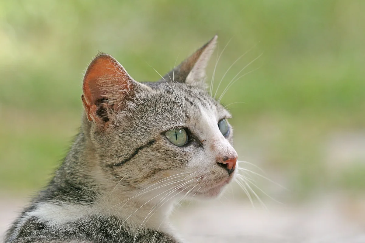 Watchful Cat