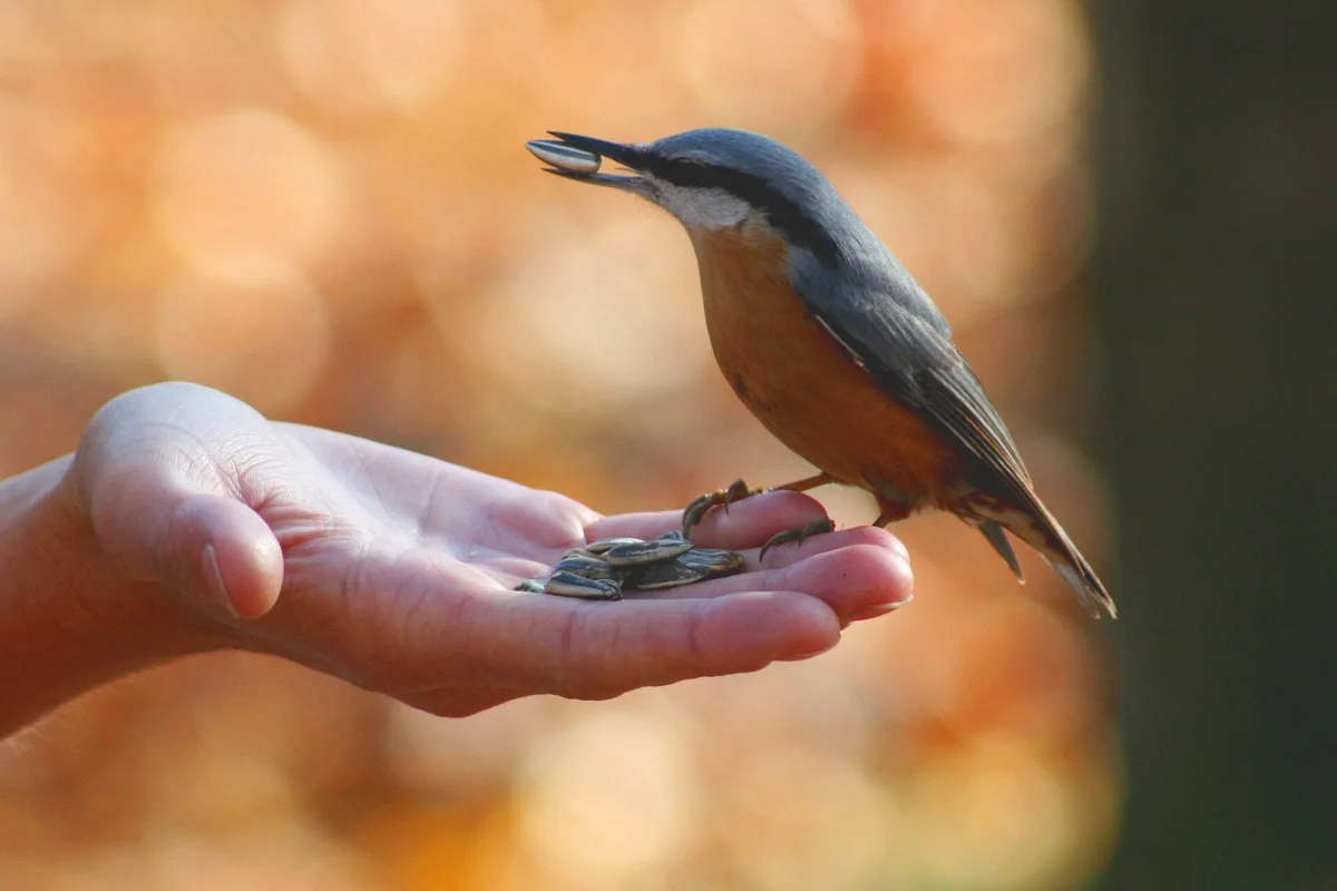 Nuthatch on a Hand