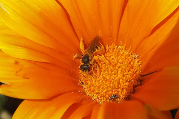 Bee on a Flower