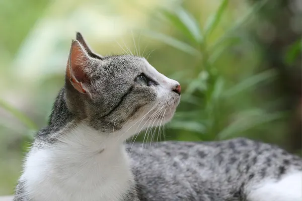 Cat jigsaw puzzles