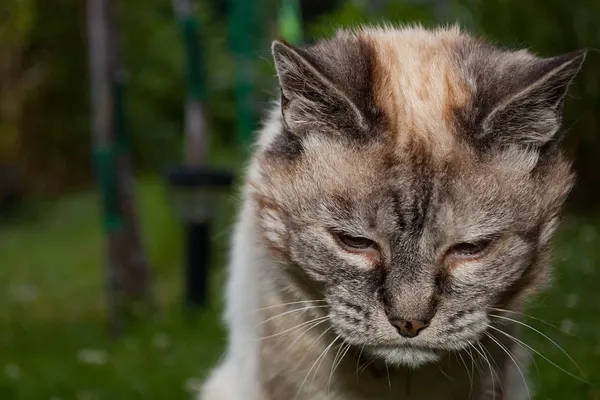 Wise Old Cat