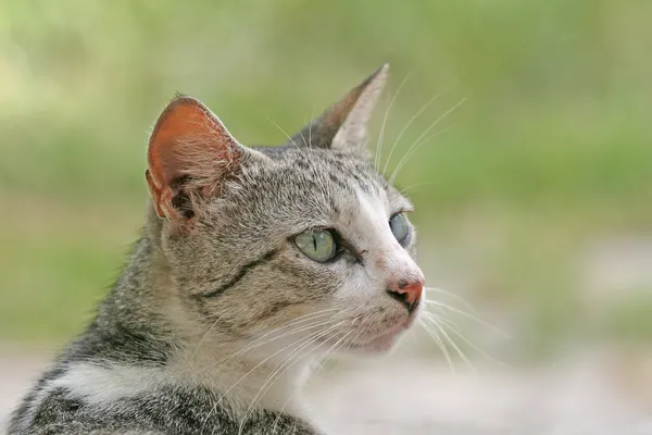 Watchful Cat