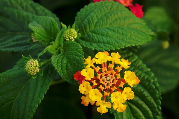 Colorful Lantana