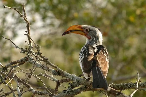 Southern Yellow-Billed Hornbill