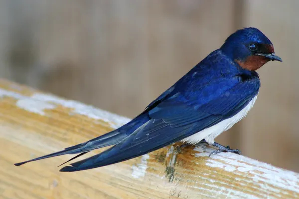 Swallow in Flight