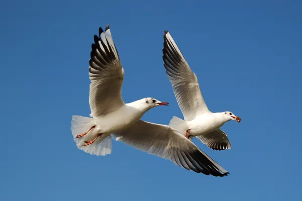 Gulls over London