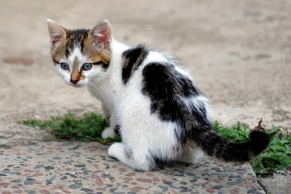 Six-Week-Old Kitten