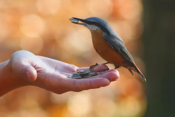 Nuthatch on a Hand