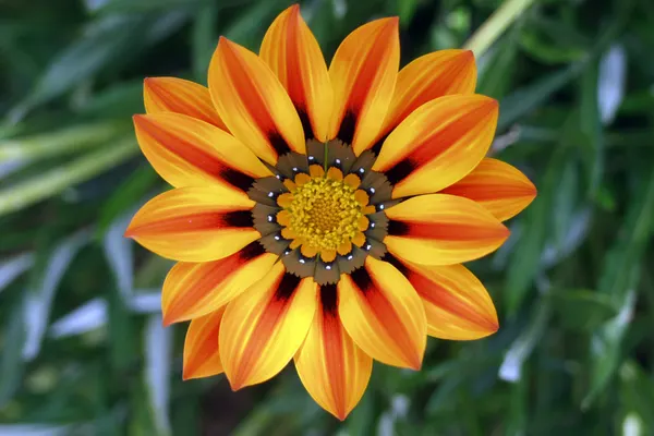 Sunny Gazania