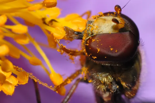 Hoverfly Close-Up